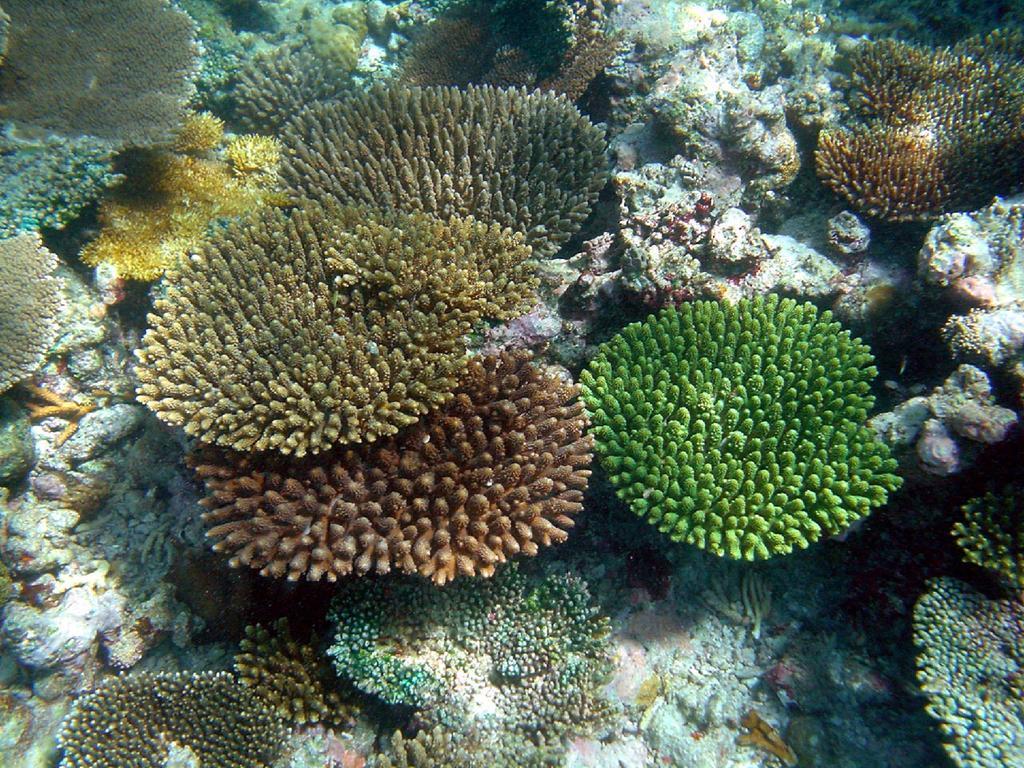 Feridhoo Inn Kültér fotó